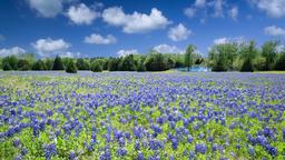 Find cheap flights from Abu Dhabi to Texas