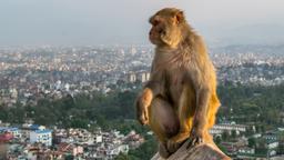Nepal hotels